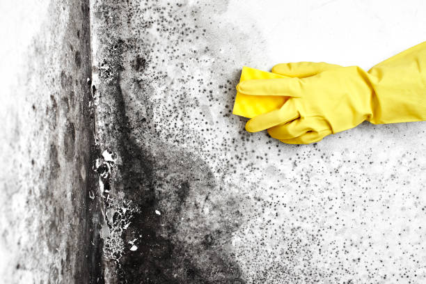 Best Residential Mold Removal  in Pipestone, MN