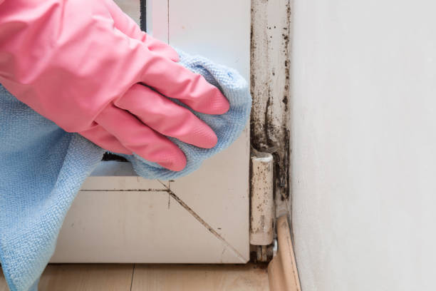 Best Residential Mold Removal  in Pipestone, MN